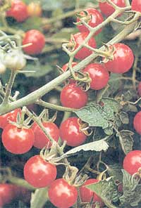
Small as a marble, Matt's Wild Cherry tomatoes resemble our salad-topper's forebears.
